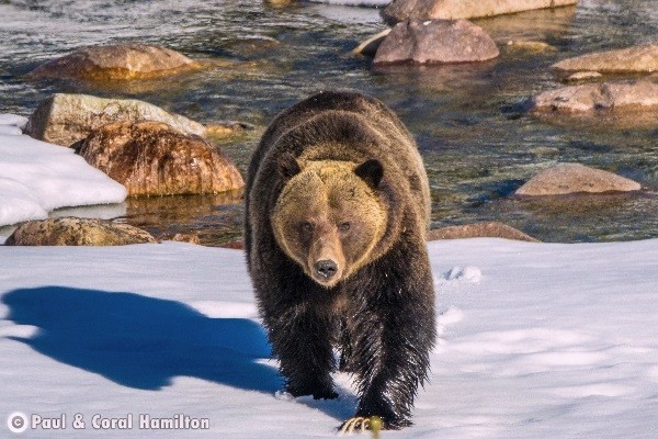 Jasper Wildlife During August