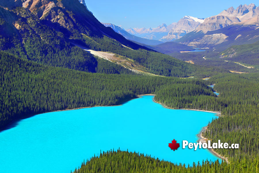 August at Peyto Lake